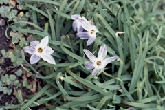「散歩写真」 (film)