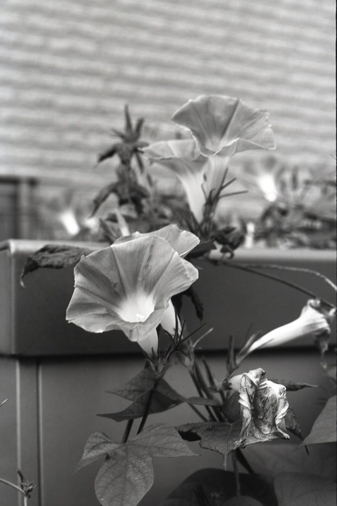 「街角flower」 (film:HR20)