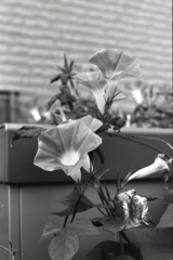 「街角flower」 (film:HR20)
