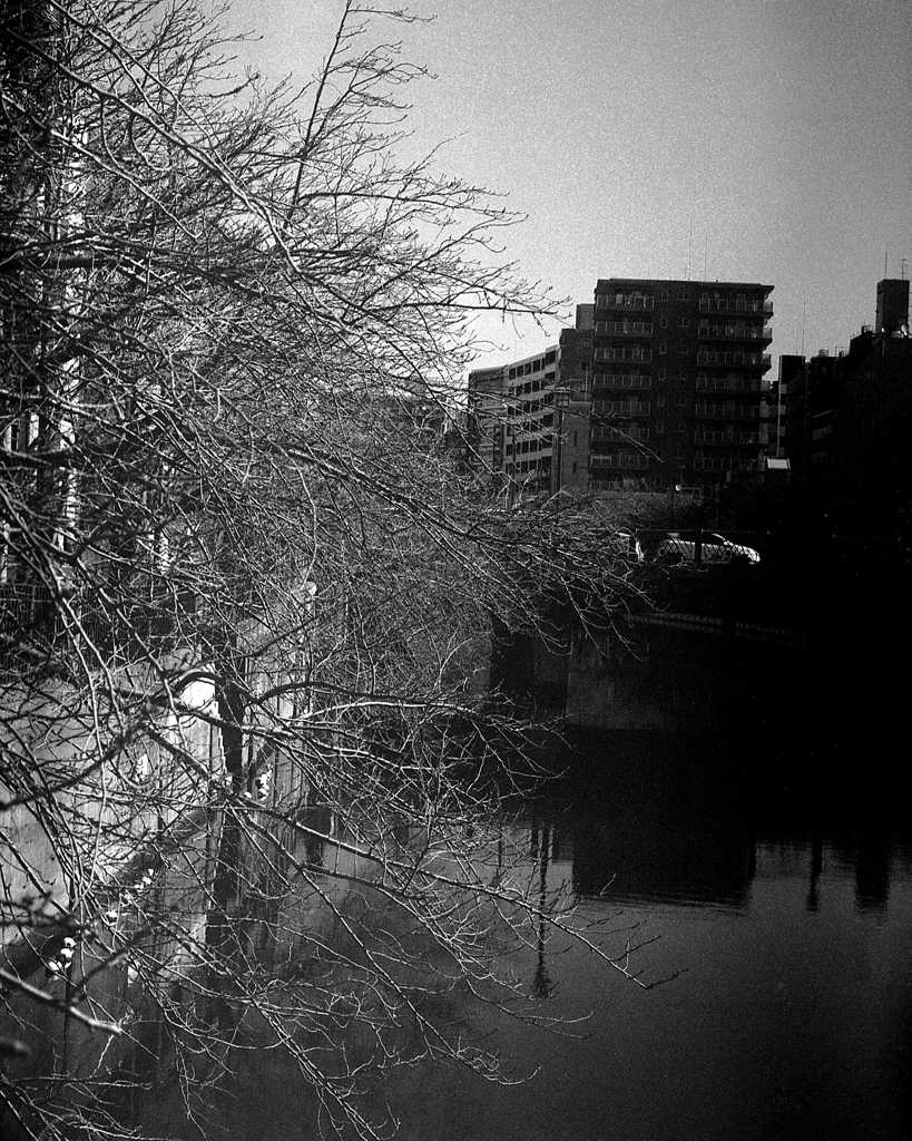 「春を待つ桜」 (film)