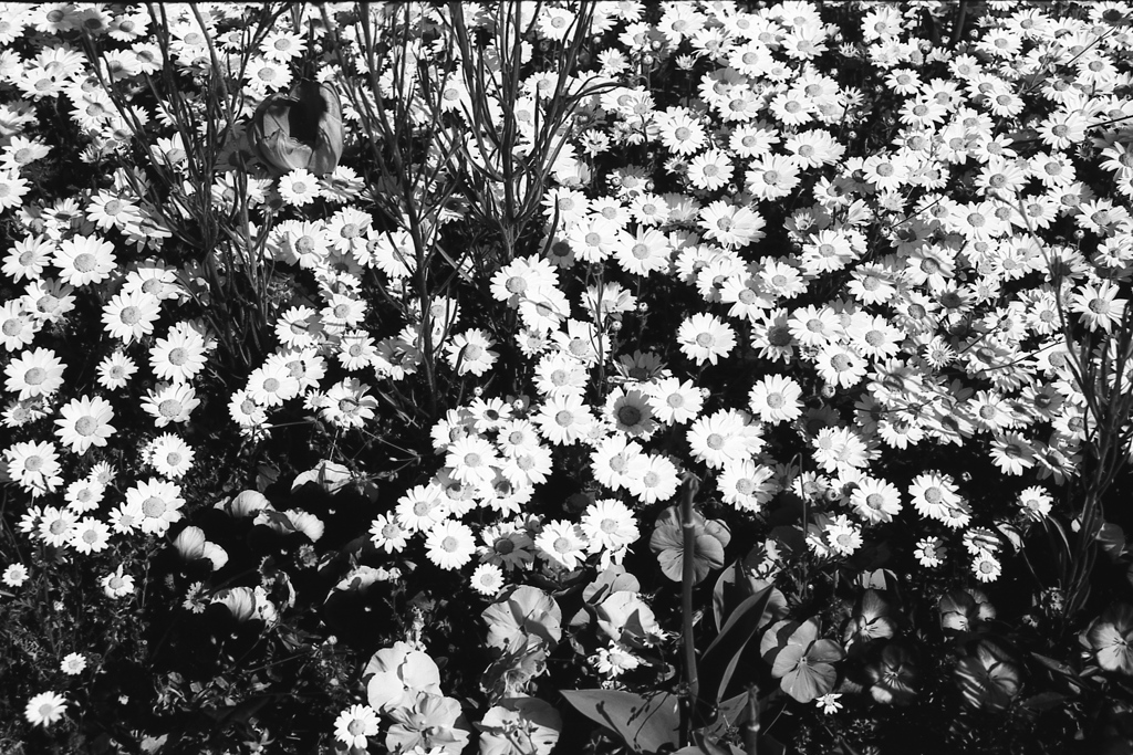 「monochrome」 (film:HR20)