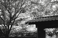 「久良岐能舞台 門:monochro」 (film:HR20)