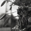 「Tiger Lily」 (film)
