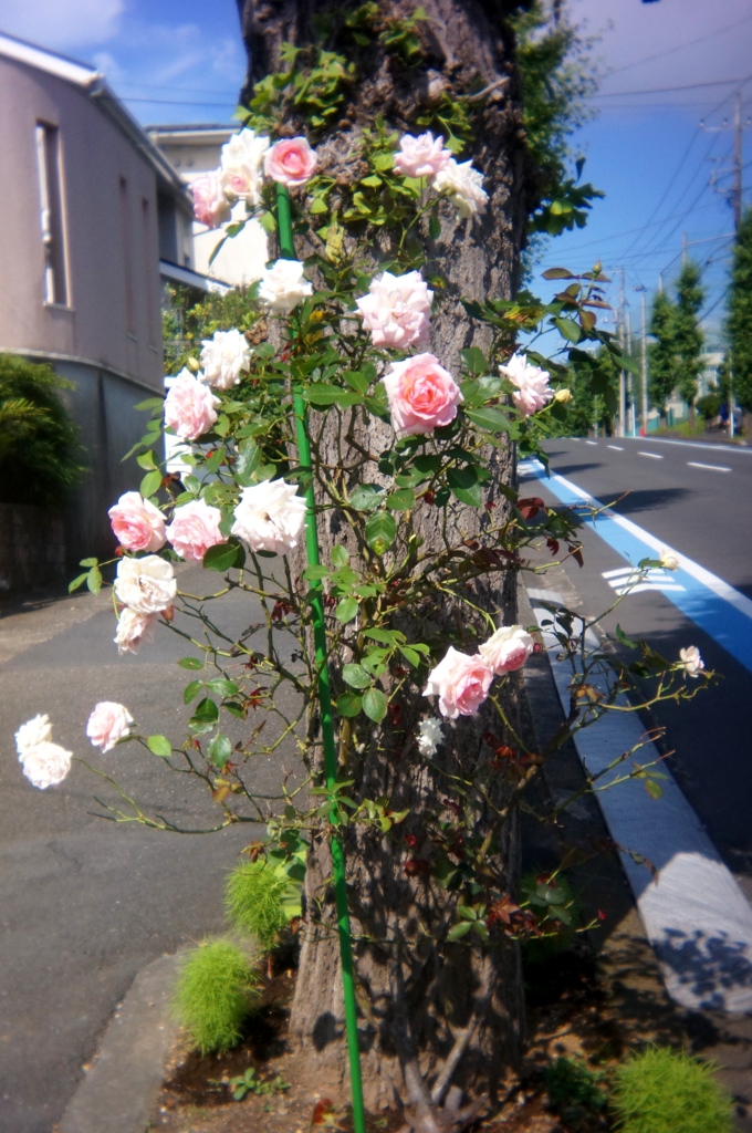 「街角flower（プラレンズで）」 (digital)
