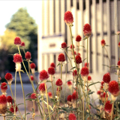 「千日紅」 (film)