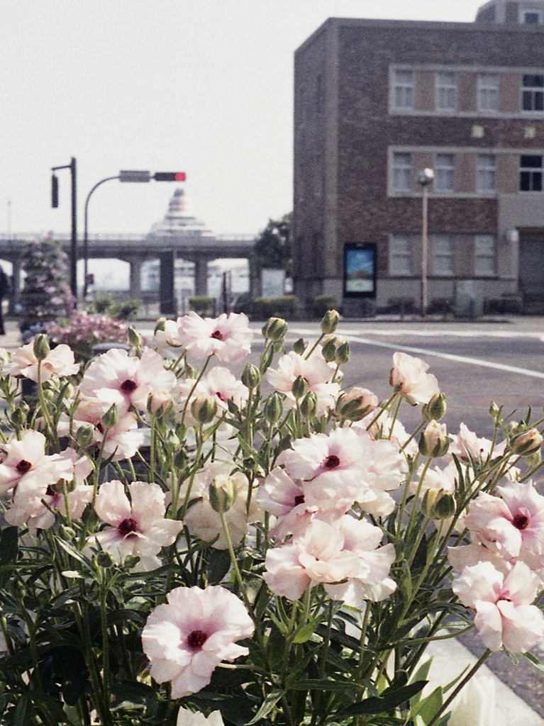 「ハーフで行こう：花」 (film)