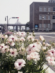 「ハーフで行こう：花」 (film)