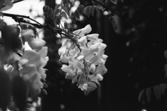 「monochrome」 (film: HR20)