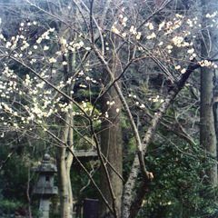 「白梅」 (film)
