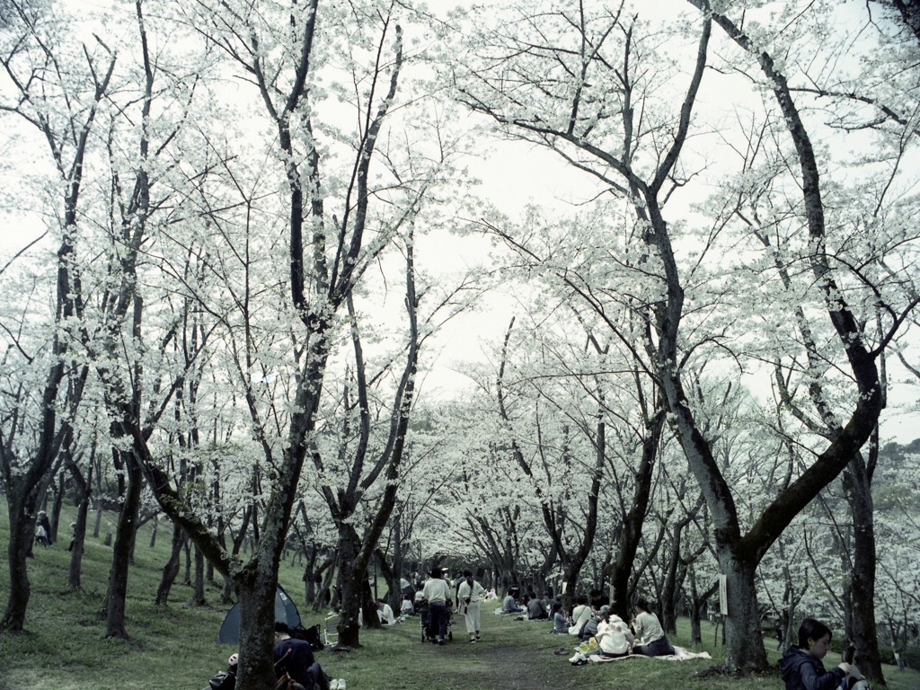 「桜の森」 (film)