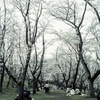「桜の森」 (film)