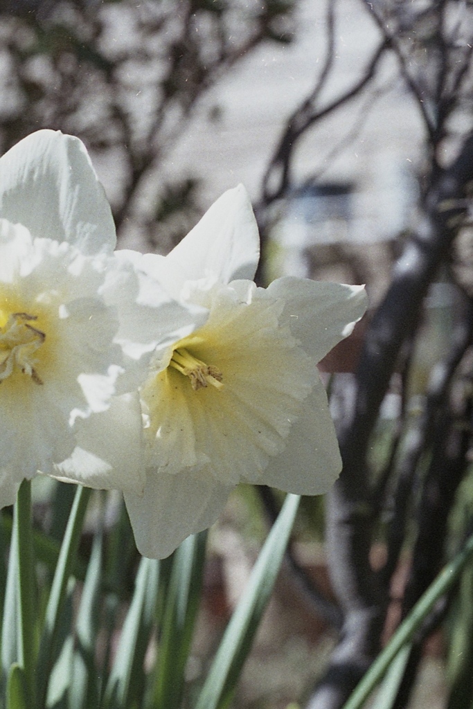 「3/14 散歩写真」 (film)