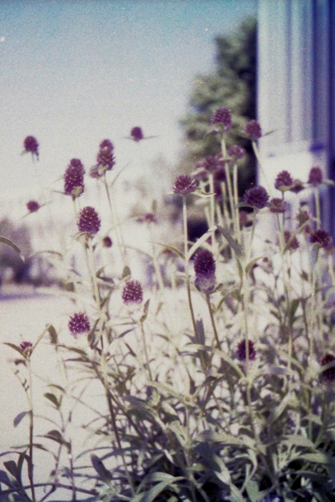 「千日紅」 (film)