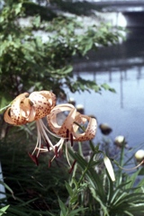 「街角flower」 (film)