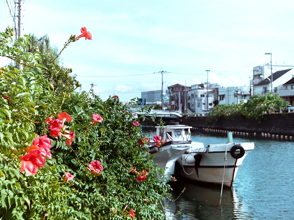 「大岡川支流 根岸」 (film)