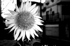 「summer」 (film:HR20)