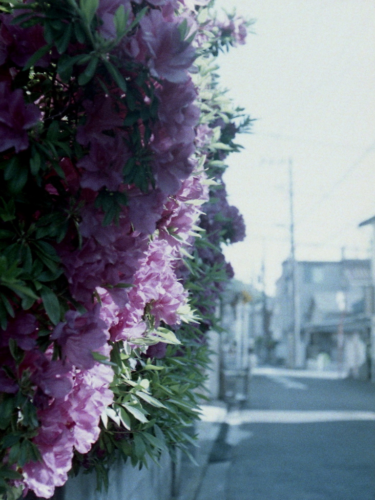 「街角flower」 (film)