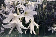 「white lily」 (film)