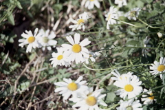 「街角flower」 (film)