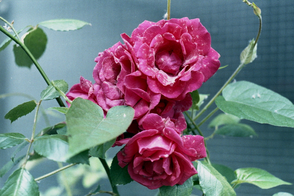 「街角flower」 (film)
