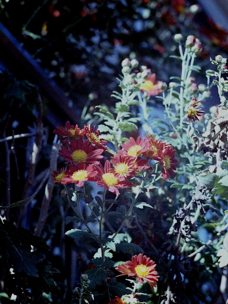 「11/13 ご近所フォト」 (film)