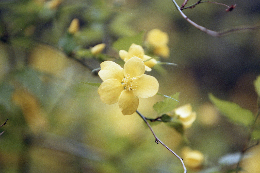 「ヤマブキ」 (film)