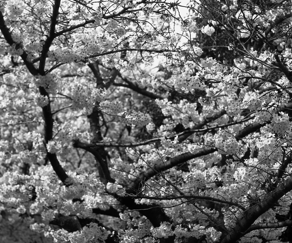 「満開」 (film:HR20)