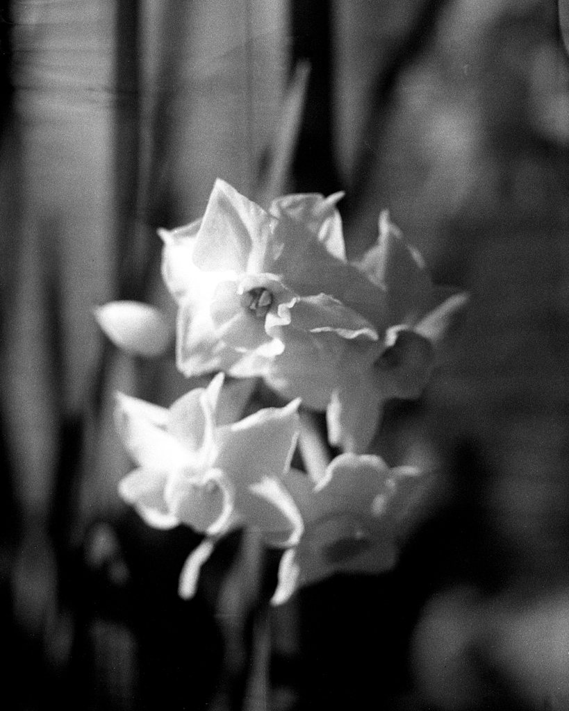 「水仙」 (film)