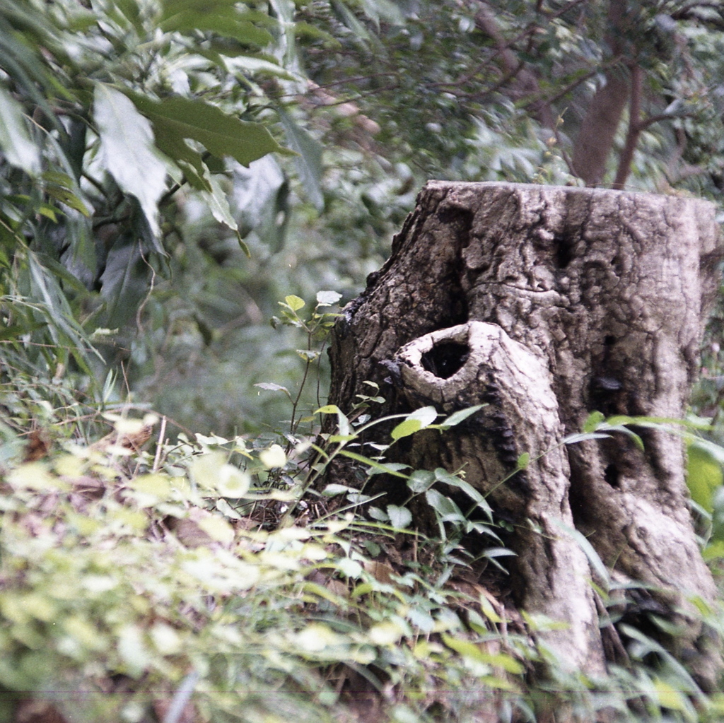 「野や山に」 (film)