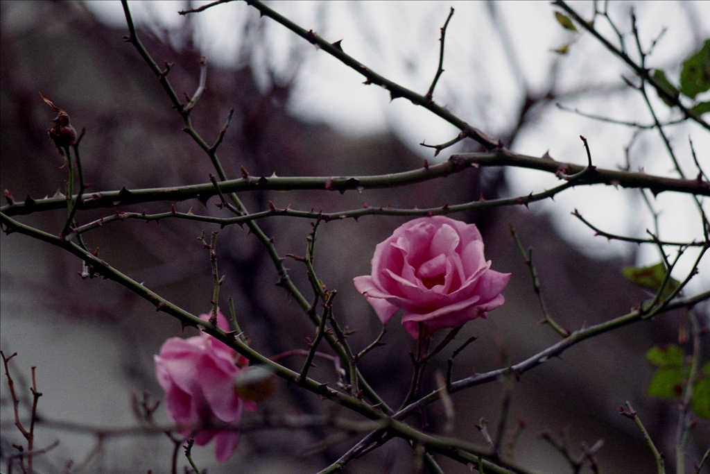 「02/02 花撮り05」 (film)