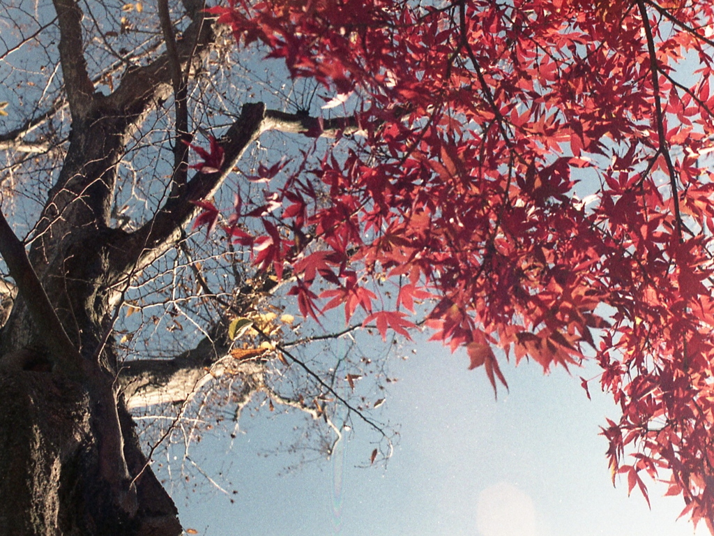 「見上げて」 (film)