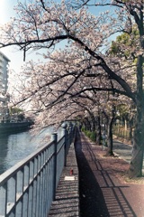 「桜メモリー」 (film)