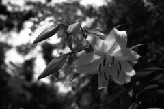 「white lily」 (film:HR20)