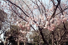 「雪割桜」 (film)