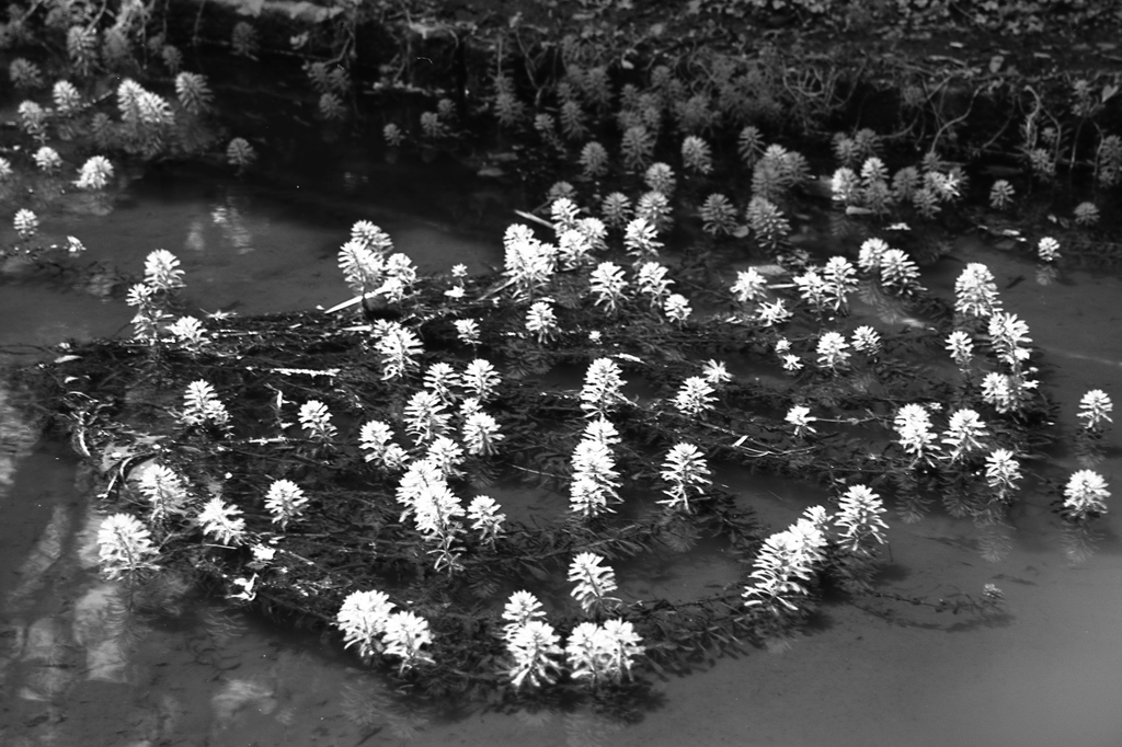 「pond plant」 (film:HR20)
