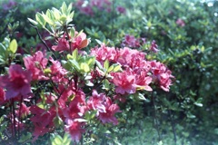 「街角Flower」 (film)