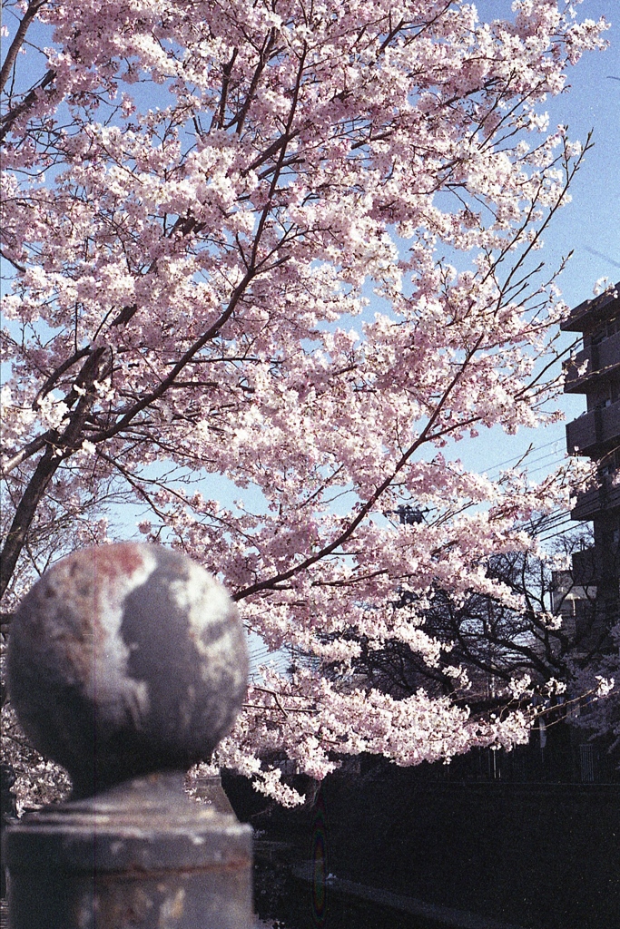 「Spring One Roll: 02」 (film)