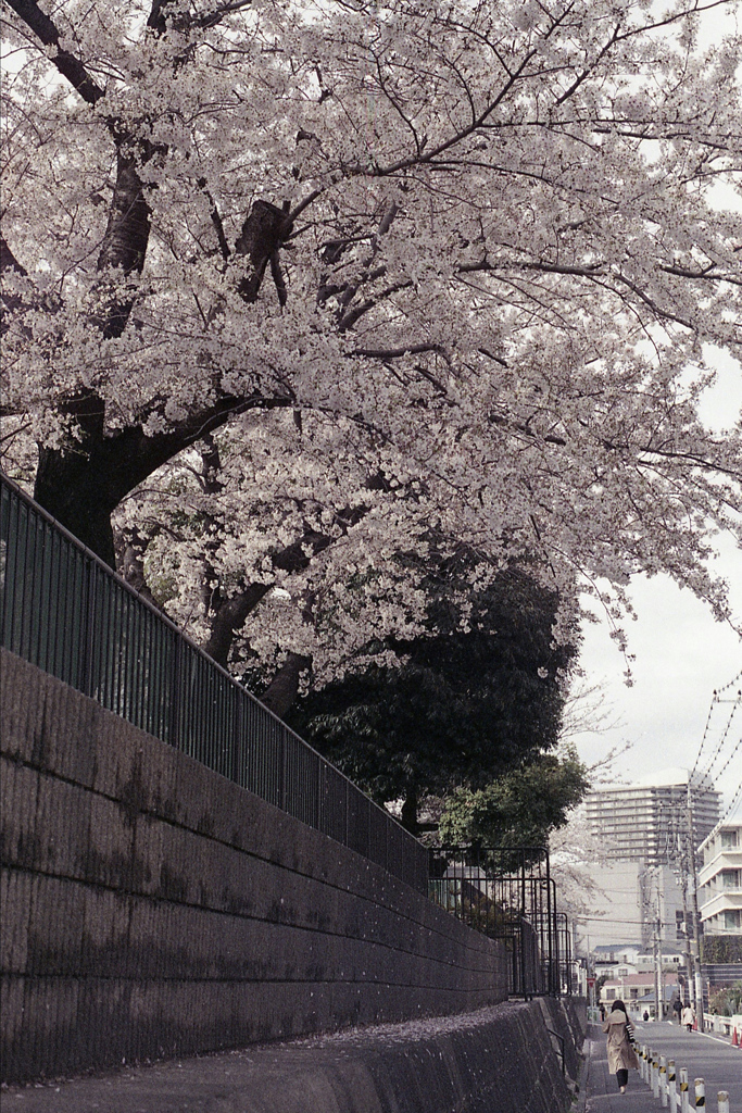 「Spring One Roll: 11」 (film)