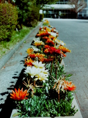 「花壇」 (film)