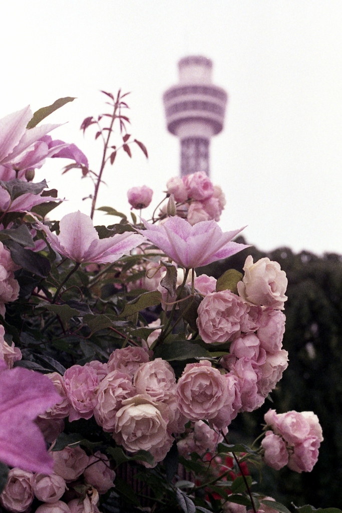「薔薇園」 (film)