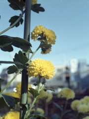 「菊」 (film) 「菊」 (film)