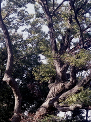 「公園にて」 (film)