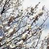 「2/20 梅林」 (film)