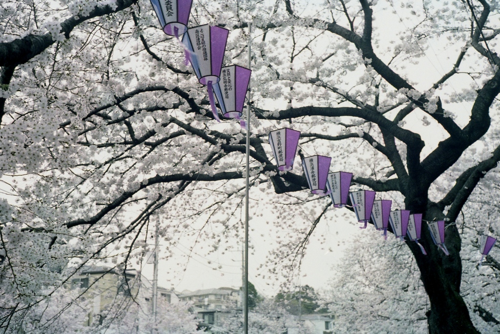 「桜の季節」 (film)