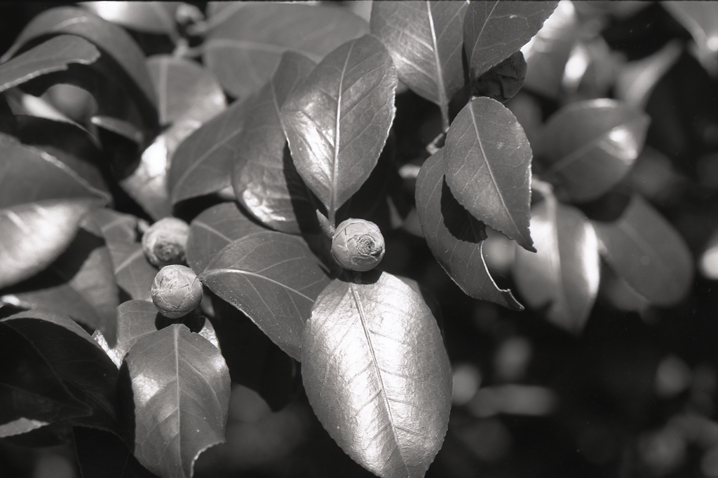 「若さ」 (film:HR20)