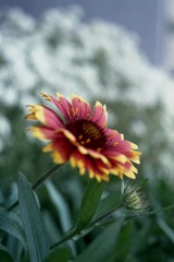 「街角flower」 (film)