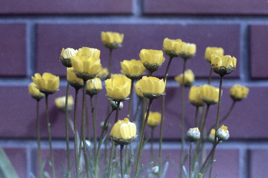 「街角Flower」 (film)