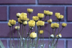 「街角Flower」 (film)