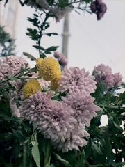 「菊」 (film)