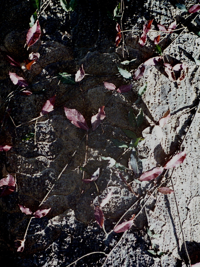 「autumn」 (film)